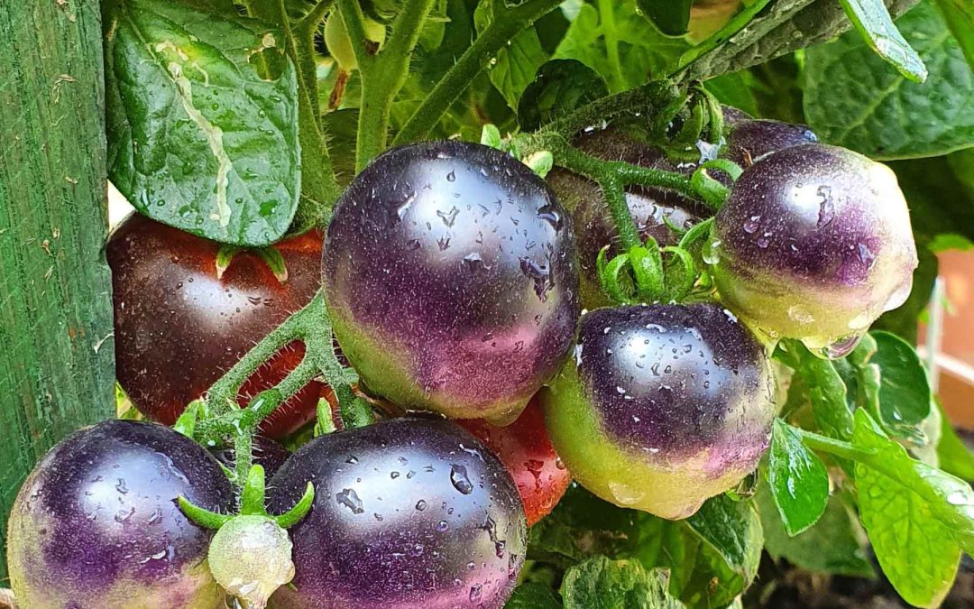 Dværgtomat – Blaue Zimmertomate – Mikro dværgtomat med mørkerøde tomater med lilla aftegninger