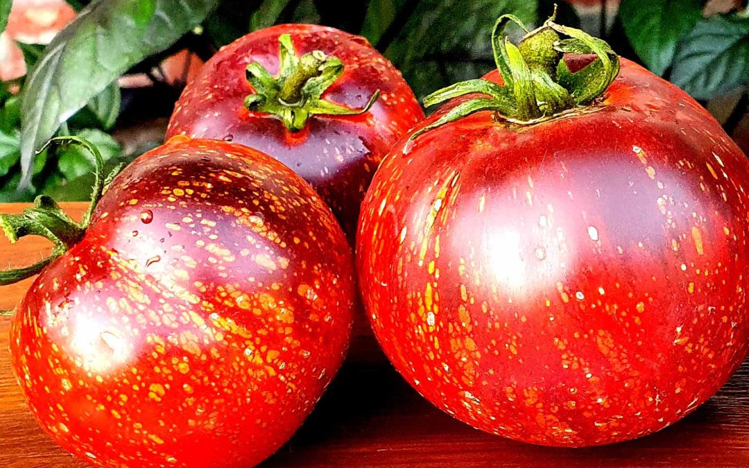 Tomat – Dark Galaxy – Smukke rød-lilla farvenuancer med pletter der ligner en stjernehimmel