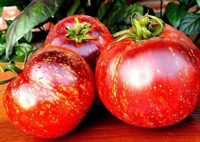 dark galaxy tomater. specielle tomatfrø med tagtomat