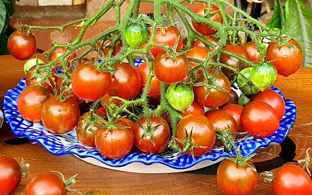 Dværgtomat – Dark Stripe – Mikro dværgsort med chokoladebrune snacktomater i klaser med 40-60 tomater