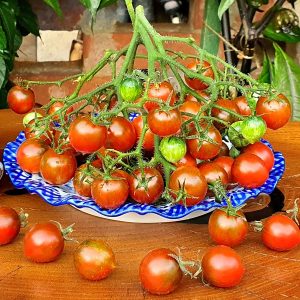dark stripe mikro dværgtomat. specielle tomater og tomatfrø med tagtomat