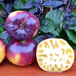 sart roloise tomat. specielle tomatfrø og tomatsorter med tagtomat