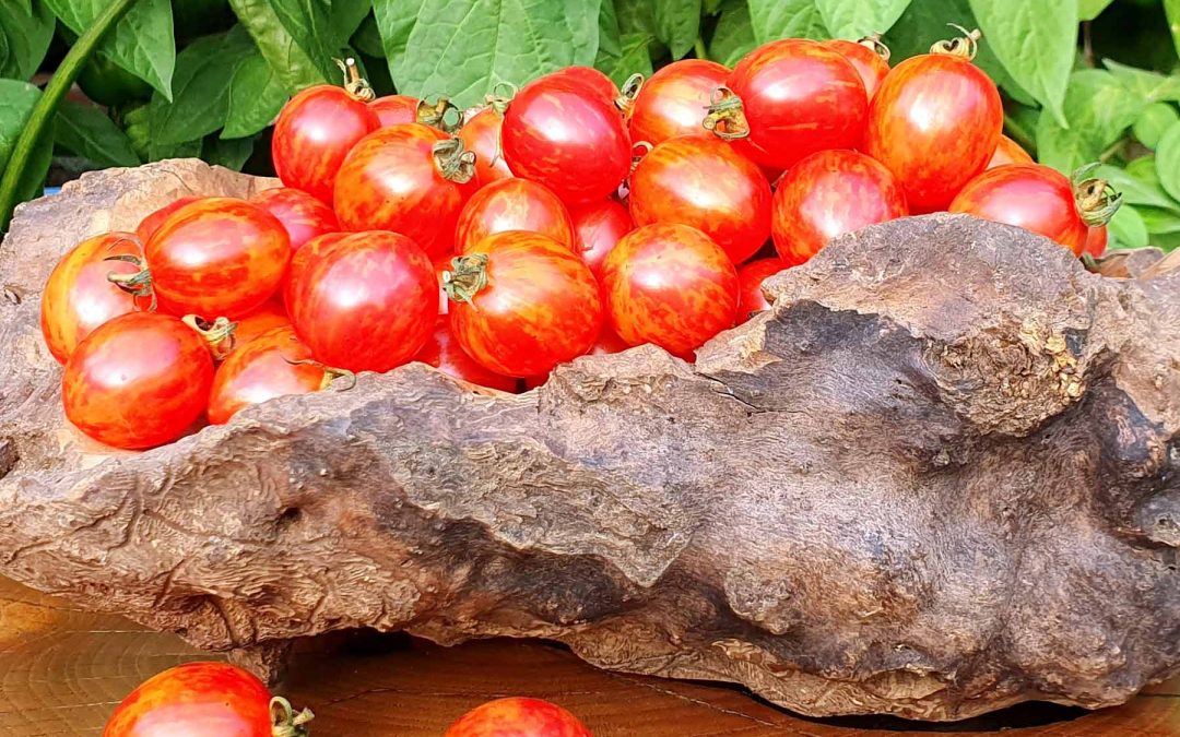 Cherrytomat – Sunrise Bumblebee – Sprød og saftig oval tomat med en lille spids