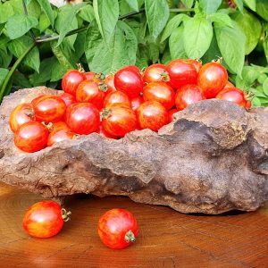 sunrise bumblebee tomater. specielle tomater og tomatfrø med tagtomat